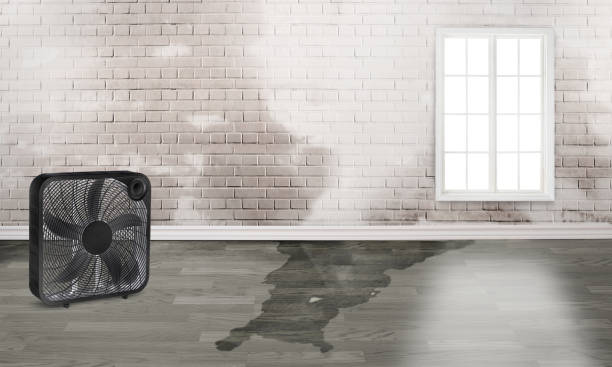 Best Water damage cleanup near me  in Green Valley, AZ