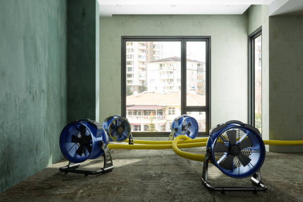 Best Mold removal after water damage  in Green Valley, AZ